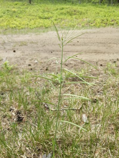 Boechera divaricarpa, photographed by Tyler Smith