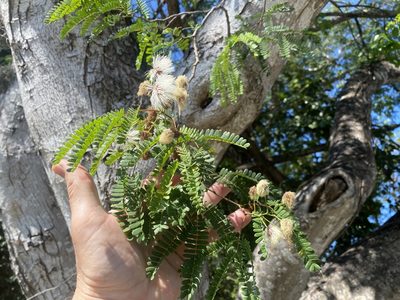 Lysiloma latisiliquum, photographed by Doug Suitor