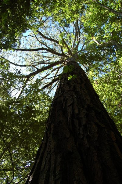 Pinus maximinoi, photographed by Neptalí Ramírez Marcial