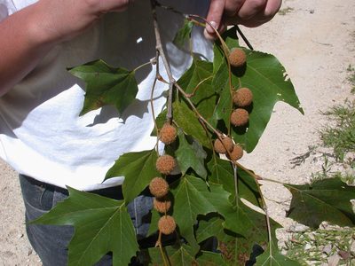 Platanus mexicana, photographed by Neptalí Ramírez Marcial