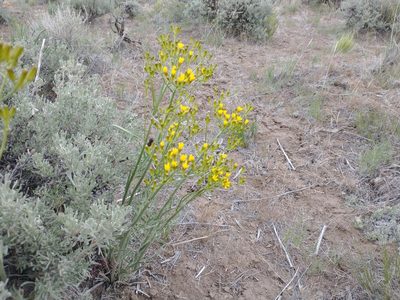 Crepis acuminata, photographed by Drew Meyer