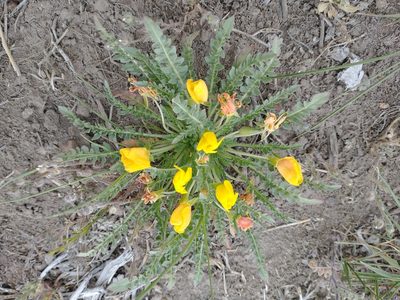 Taraxia tanacetifolia, photographed by Drew Meyer