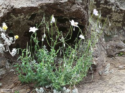 Wahlenbergia cuspidata, photographed by Chris Vynbos