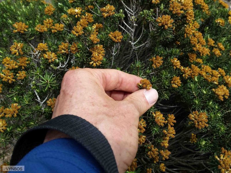 Helichrysum tenuifolium, photographed by Chris Vynbos