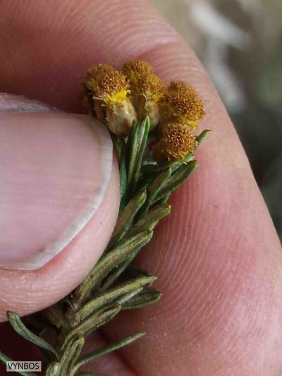 Helichrysum tenuifolium, photographed by Chris Vynbos