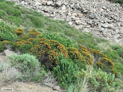 Helichrysum tenuifolium, photographed by Chris Vynbos