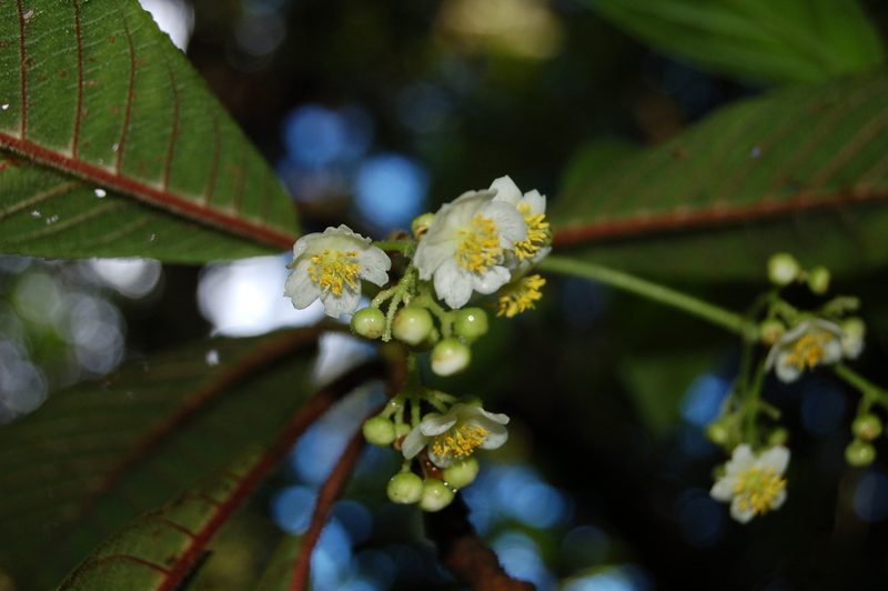 Saurauia oreophila, photographed by Neptalí Ramírez Marcial