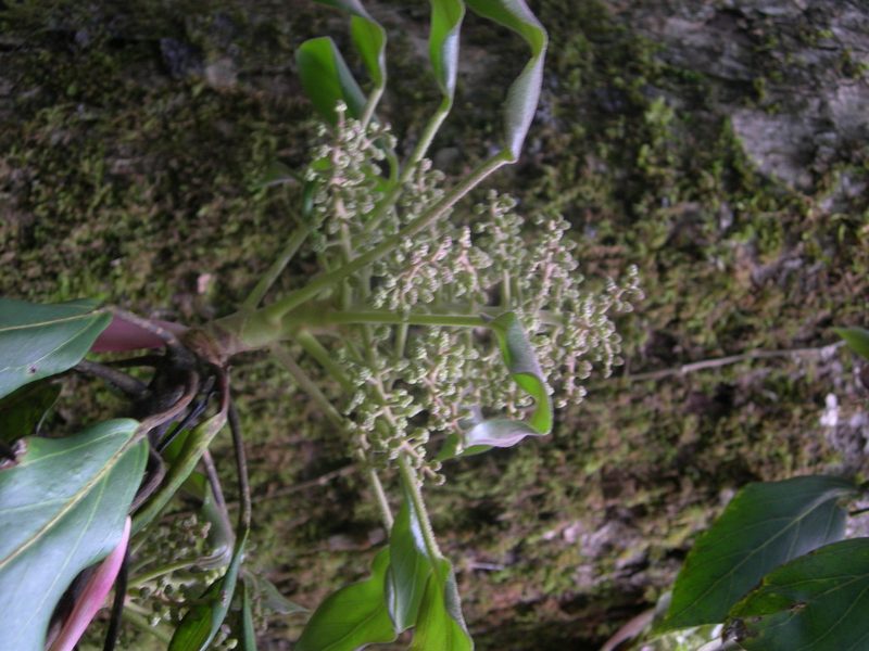 Oreopanax arcanus, photographed by Neptalí Ramírez Marcial