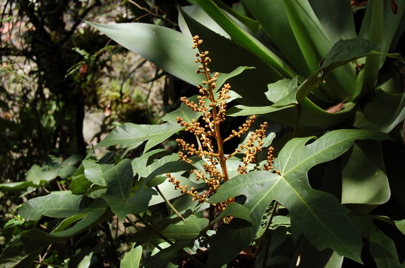 Oreopanax peltatus, photographed by Neptalí Ramírez Marcial