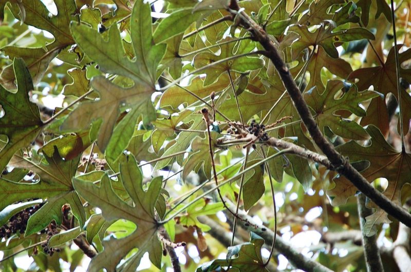 Oreopanax geminatus, photographed by Neptalí Ramírez Marcial