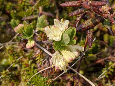 Lonicera villosa, photographed by Todd Boland