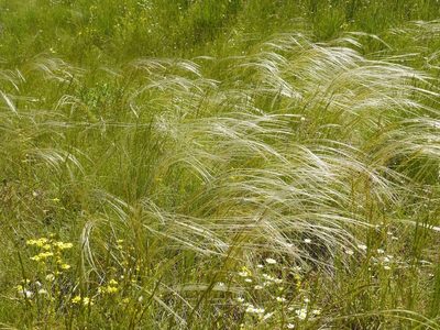 Stipa borysthenica, photographed by Roman