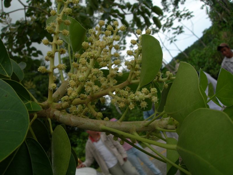 Oreopanax guatemalensis, photographed by Neptalí Ramírez Marcial