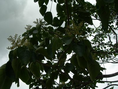 Oreopanax guatemalensis, photographed by Neptalí Ramírez Marcial