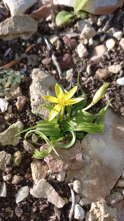 Empodium gloriosum, photographed by kevin koen