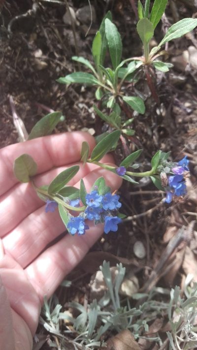 Mertensia brevistyla, photographed by Isaac Krone