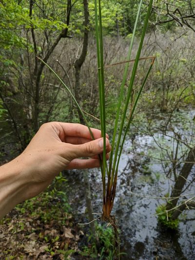 Eleocharis quadrangulata, photographed by Nathan Aaron