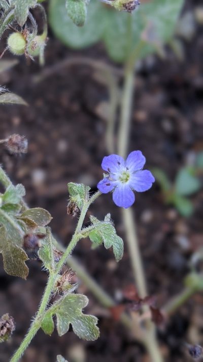 Nemophila pulchella, photographed by My-Lan Le