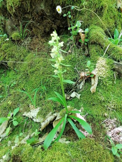 Dactylorhiza insularis, photographed by Manuel Marqués