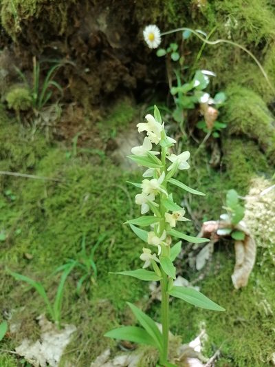 Dactylorhiza insularis, photographed by Manuel Marqués