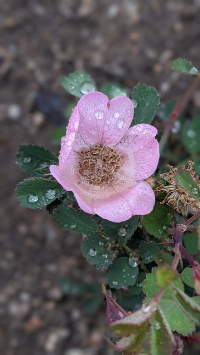 Rosa bridgesii, photographed by My-Lan Le