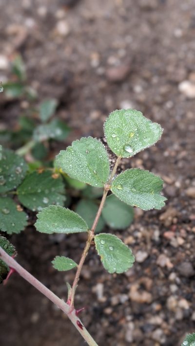 Rosa bridgesii, photographed by My-Lan Le