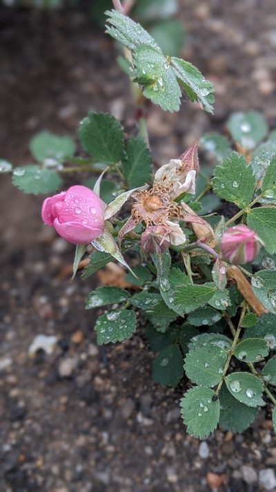 Rosa bridgesii, photographed by My-Lan Le