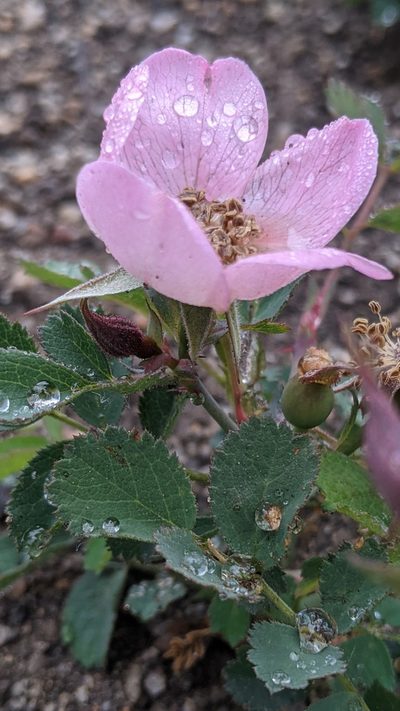 Rosa bridgesii, photographed by My-Lan Le