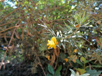 Genista linifolia, photographed by Manuel Marqués