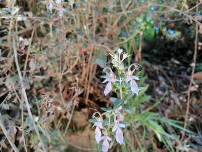 Teucrium fruticans, photographed by Manuel Marqués