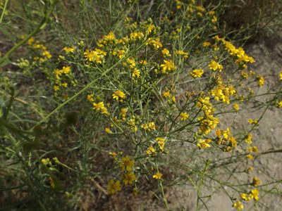 Gutierrezia californica, photographed by Amy