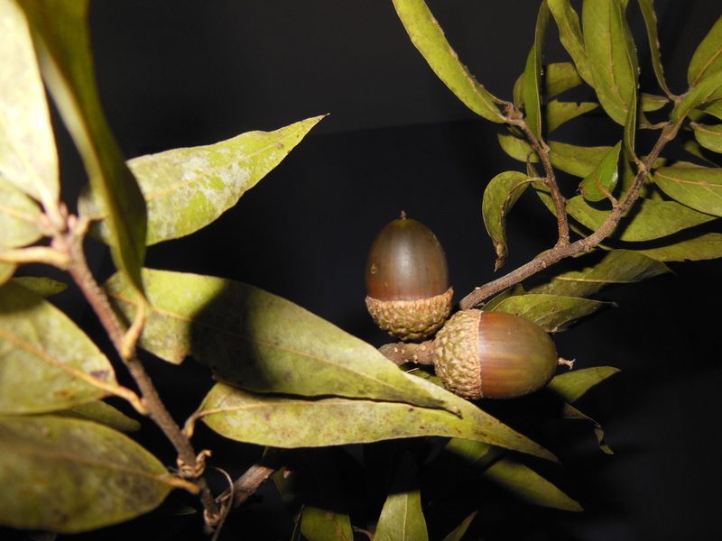 Quercus acatenangensis, photographed by Neptalí Ramírez Marcial