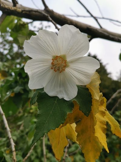 Corynabutilon vitifolium, photographed by Inao Vasquez