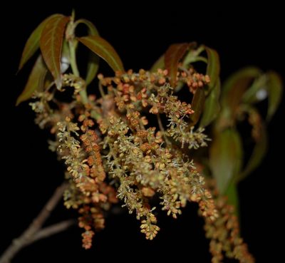 Quercus acatenangensis, photographed by Neptalí Ramírez Marcial
