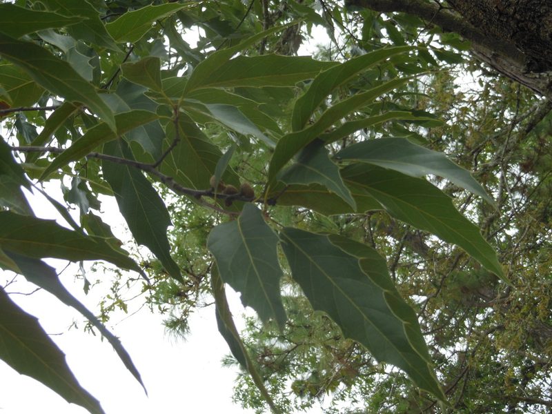 Quercus acutifolia, photographed by Neptalí Ramírez Marcial