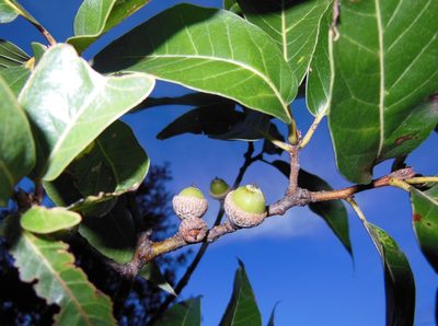 Quercus acutifolia, photographed by Neptalí Ramírez Marcial