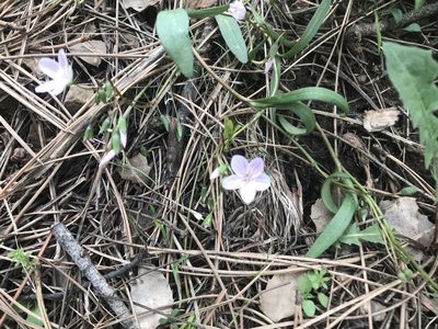 Claytonia rosea, photographed by Tayton Alvis