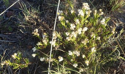 Achyranthemum striatum, photographed by Nicola van Berkel