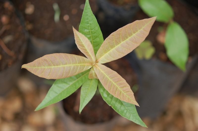Quercus benthamii, photographed by Neptalí Ramírez Marcial