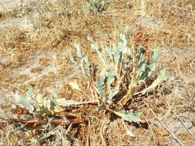 Rumex hymenosepalus, photographed by Amy