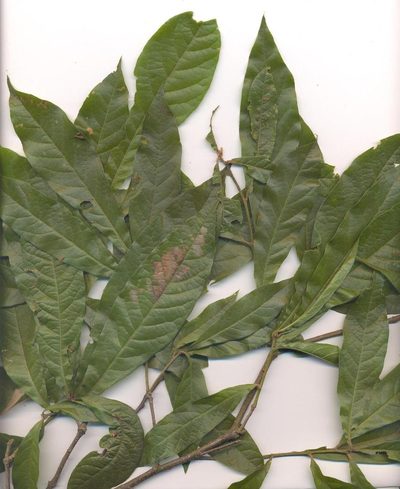 Quercus benthamii, photographed by Neptalí Ramírez Marcial
