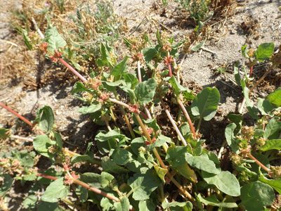 Emex spinosa, photographed by Amy