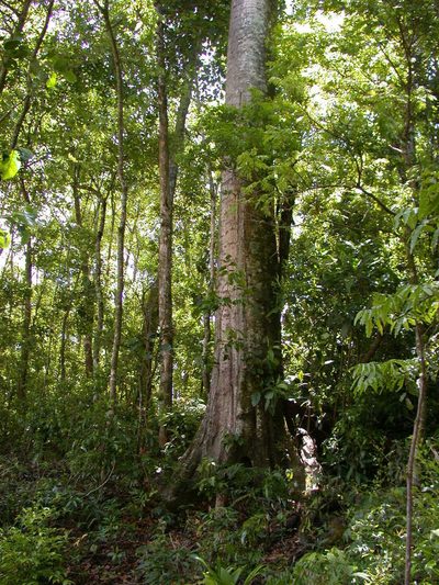 Quercus benthamii, photographed by Neptalí Ramírez Marcial