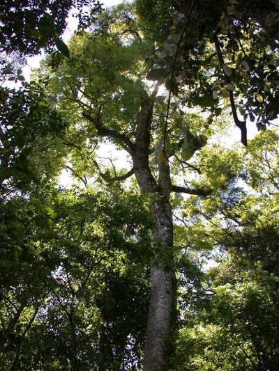 Quercus benthamii, photographed by Neptalí Ramírez Marcial