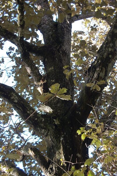 Quercus calophylla, photographed by Neptalí Ramírez Marcial