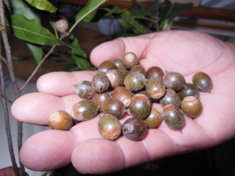 Quercus cortesii, photographed by Neptalí Ramírez Marcial
