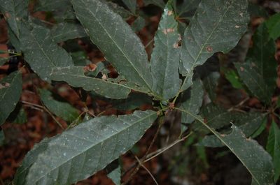 Quercus cortesii, photographed by Neptalí Ramírez Marcial