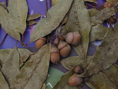 Quercus cortesii, photographed by Neptalí Ramírez Marcial