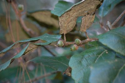 Quercus crassifolia, photographed by Neptalí Ramírez Marcial