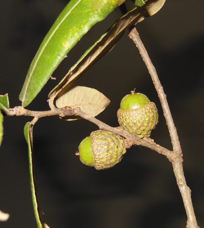 Quercus crispipilis, photographed by Neptalí Ramírez Marcial